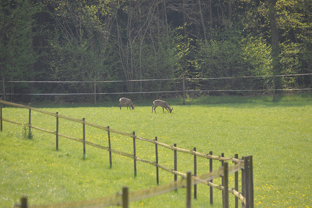 Pferdepension Bühlhof Ötisheim Natur