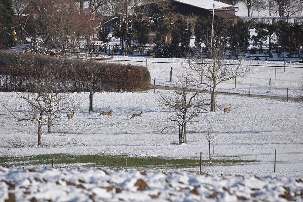 Pferdepension Bühlhof Ötisheim Natur