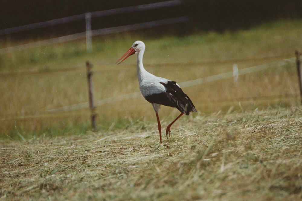 Pferdepension Bühlhof Ötisheim Natur