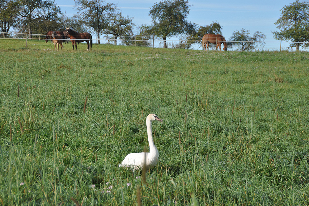 Pferdepension Bühlhof Ötisheim Natur