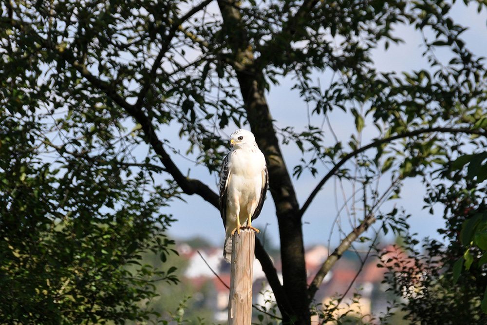 Pferdepension Bühlhof Ötisheim Natur